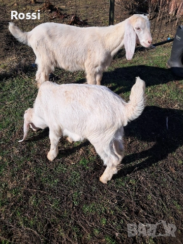 Англо-нубийски пръчлета за разплод, снимка 8 - Кози - 53256998