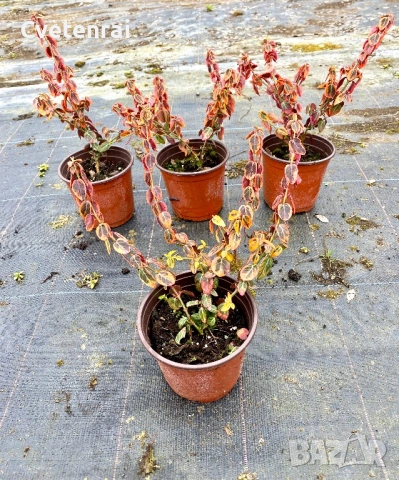 Euonymus fortunei ‘Emerald Gold’, снимка 6 - Градински цветя и растения - 53686449