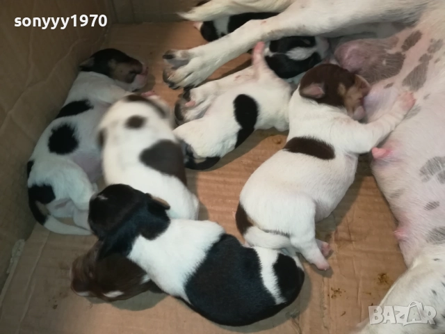 ДЖАК РЪСЕЛ 250ЛВ ЗА КУТРЕ 2008251933, снимка 3 - Джак ръсел териер - 51433966