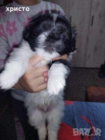 Чистокръвни Пекинези!!, снимка 14 - Пекинез - 52438303