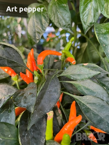 Екзотични люти чушки в саксия, снимка 15 - Градински цветя и растения - 51202444