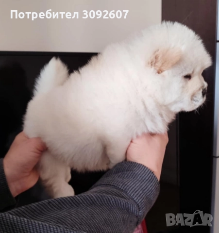 Чау-чау, мъжки и женски , снимка 3 - Чау Чау - 52470962