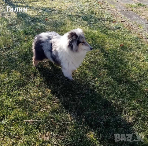 Шотландска овчарка/Коли, снимка 5 - Коли - 44734137