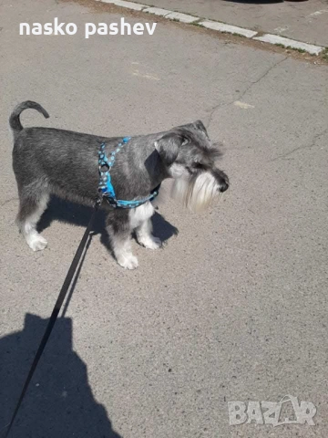 Продавам мъжки шнауцер с родословие , снимка 4 - Други - 53256706