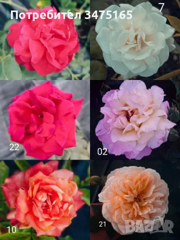 рози , снимка 2 - Градински цветя и растения - 50330660
