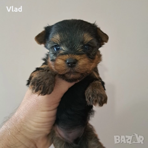 йоркширски териер, снимка 2 - Йоркширски териер - 52622406