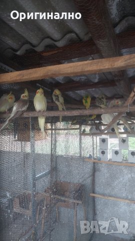 Папагали корели фазани и пауни, снимка 2 - Папагали - 41540263