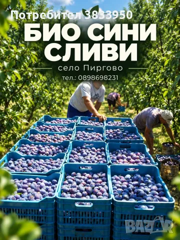 Продавам сини сливи 