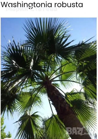 Палми от производител