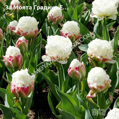 Сладоледено Лале , снимка 12 - Сортови семена и луковици - 53623458