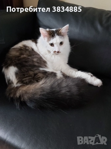 Сибирски котарак , снимка 5 - Сибирски - 46395945