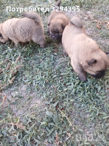 чау чау, снимка 3 - Чау Чау - 49040809