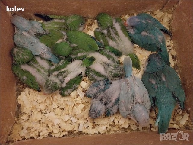 Ръчно хранени папагали монах, снимка 4 - Папагали - 41874888