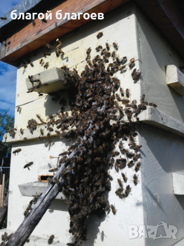 Пчелни семейства , снимка 2 - За пчели - 44718803