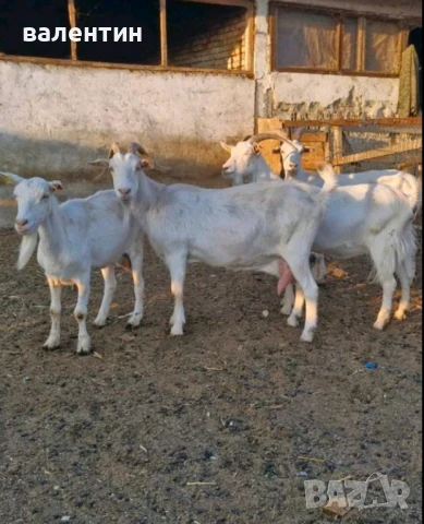 Кози ББМ, снимка 1