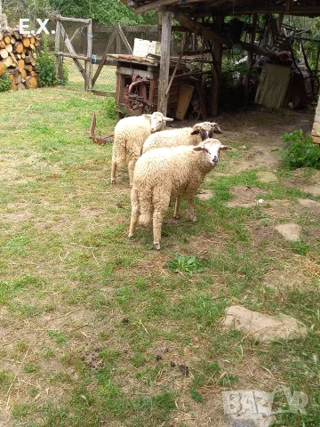 Продавам агнета , снимка 2 - Овце - 56058429