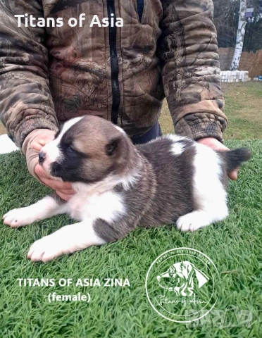 Кученца САО , АЛАБАЙ , Туркменски Вълкодав, снимка 3 - Алабай - 53120501