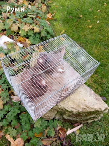 Продавам гълъби Димкежи, снимка 3 - Гълъби - 52623578