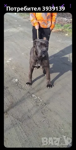 кане корсо  мъжко , снимка 1