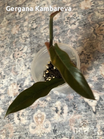 Philodendron Caramel , снимка 2 - Стайни растения - 53575609