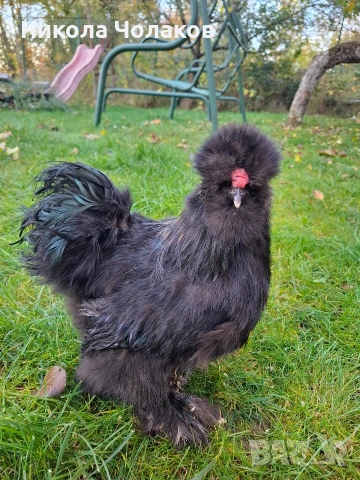 Американски копринки , снимка 5 - Кокошки и пуйки - 52495504