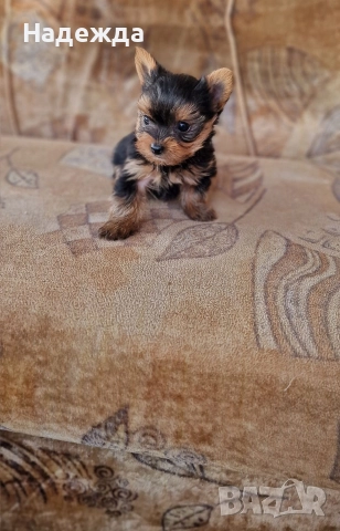 Йоркширски териер 