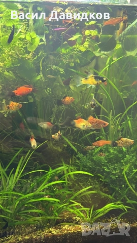 Плата , Молинезия , Гупи , Хелери , снимка 7 - Рибки - 51471426