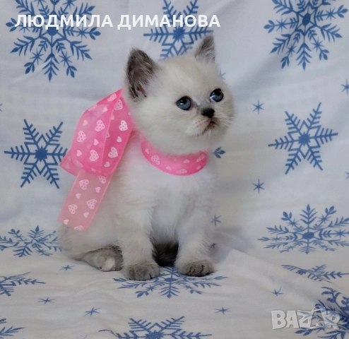 Персийско екзотично момиче. , снимка 9 - Персийска - 52883045