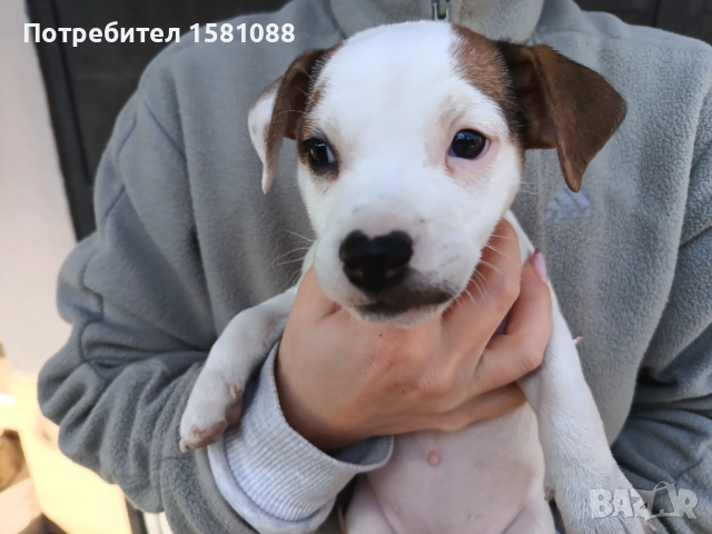 Джак Ръсел мини, снимка 7 - Джак ръсел териер - 52918387