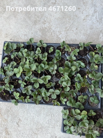 Разсад ягоди сорт Дели, снимка 2 - Разсади - 52770264