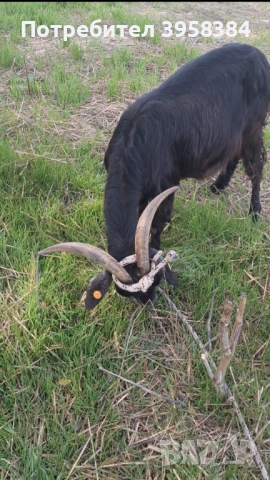 Продавам  пръч и коза, снимка 2 - Кози - 49272998