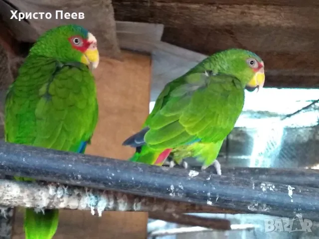 Ръчно хранени бебета папагали от развъдник, снимка 4 - Папагали - 49234289