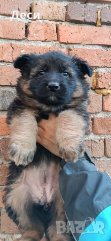 немска овчарка , снимка 3 - Немска овчарка - 53104551