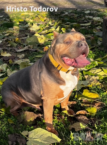 Американско були хл/Разплод, снимка 2 - Други - 52524746