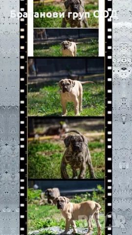 Канарски дог/Преса Канарио