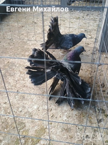 Фенерлии , снимка 5 - Гълъби - 52369128