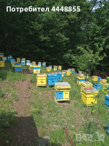 Кошери Дадан Блат, снимка 2 - За пчели - 52821153
