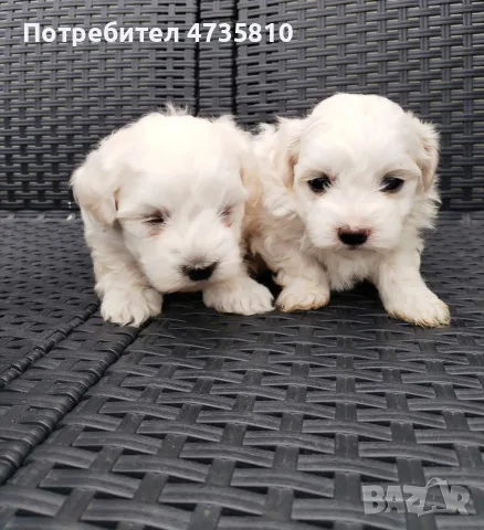 Мини малтийски болонки, снимка 2 - Болонка - 56260483
