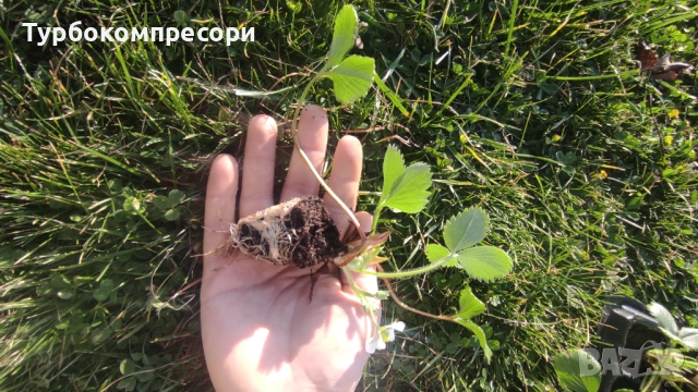 Предлагам разсад целогодишни ягоди сорт Албион 