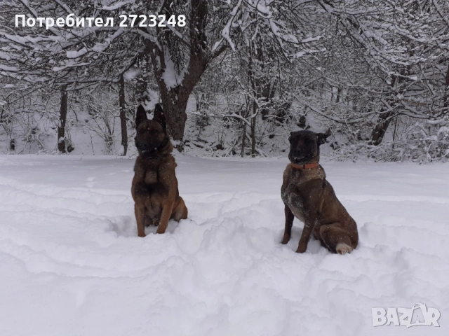 Кученце белгийска овчарка , снимка 6 - Белгийска овчарка - 53245493