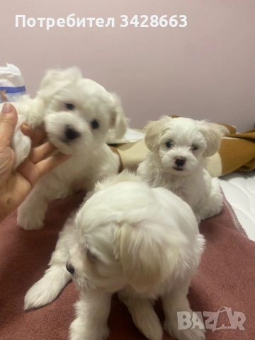 Продавам мини малтийски болонки на 2 мес след поставена първа ваксина на 12.01.2026г