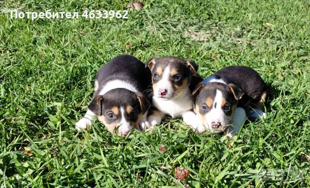 Продавам Джак Ръсел териери — на 30 дни, снимка 1