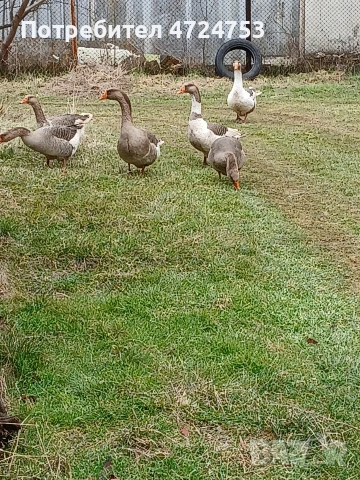 Продавам гъски
