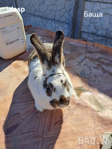 Продавам зайци, снимка 9 - Чинчили - 53402718