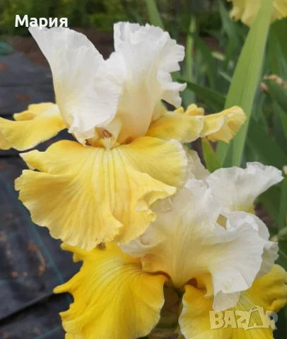 Сортови вискоки ириси /брадати ириси/обикновенни ириси, снимка 17 - Градински цветя и растения - 50578301