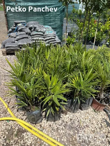 Палми трахикарпус , снимка 2 - Градински цветя и растения - 50387447