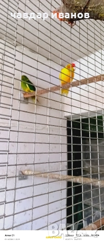 какарики мъжко и женско , снимка 2 - Папагали - 53835008