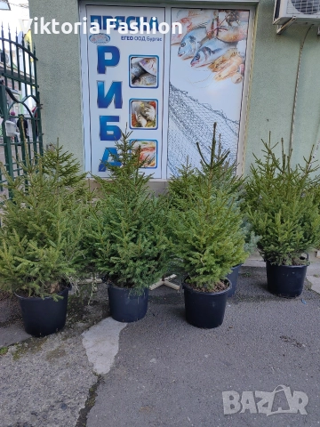 коледна елха, снимка 6 - Градински цветя и растения - 52796988