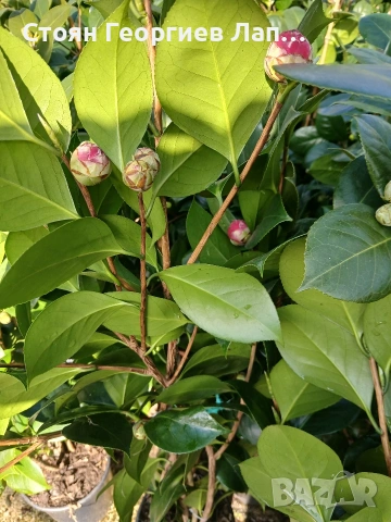 Камелия , снимка 6 - Разсади - 53393595