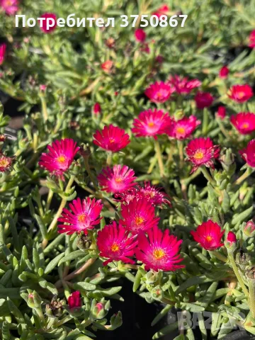 Делосперма/Delosperma cultivars sel® ‘LIDO MAGENTA’, снимка 3 - Градински цветя и растения - 55824387